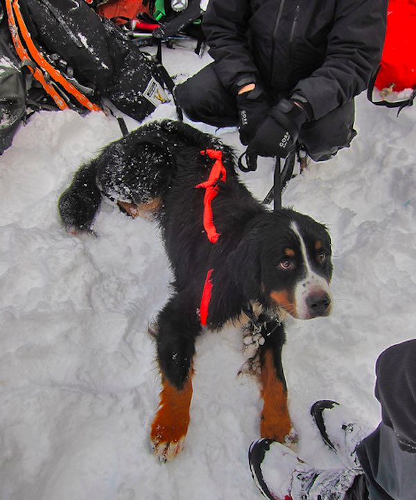 A dog was rescued by a search and rescue team from a dangerous mountain