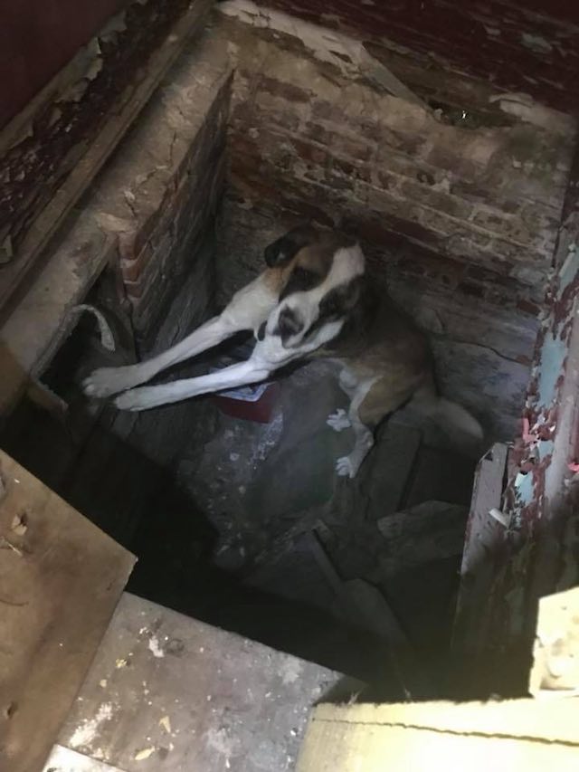 dog found in abandoned house