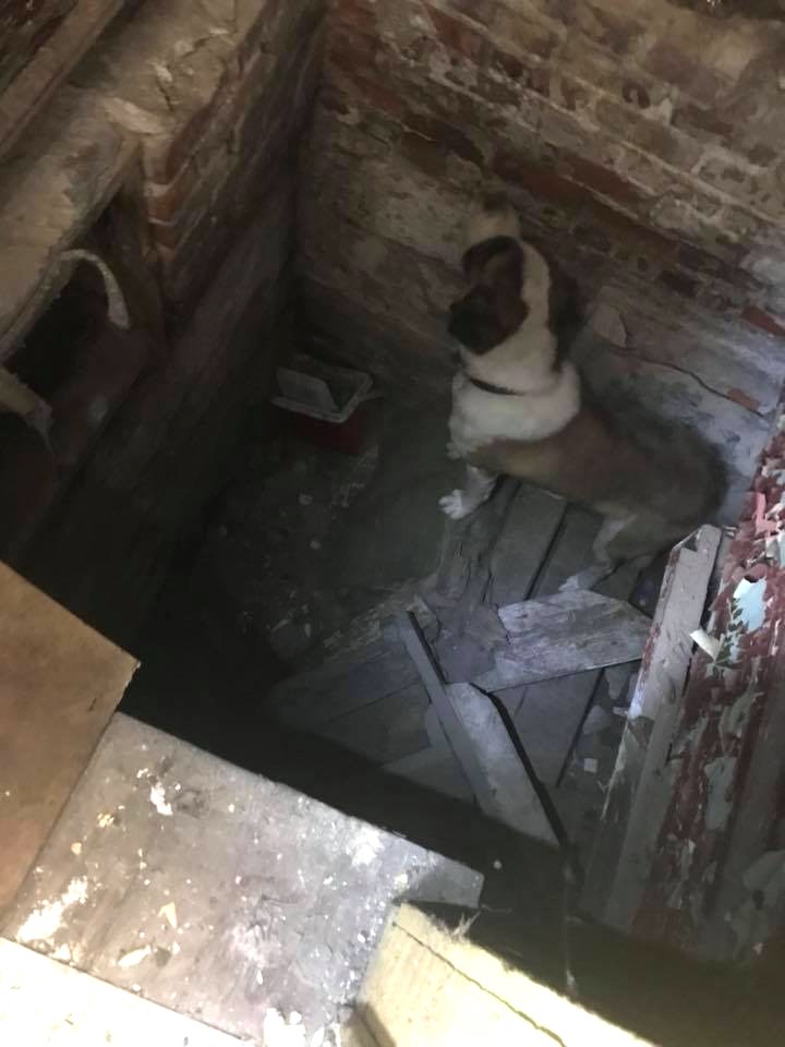 dog found in abandoned house