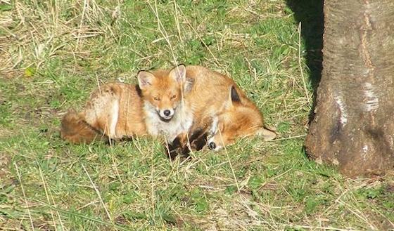 Wild fox living in woman