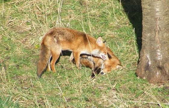 Fox couple affectionate with one another 