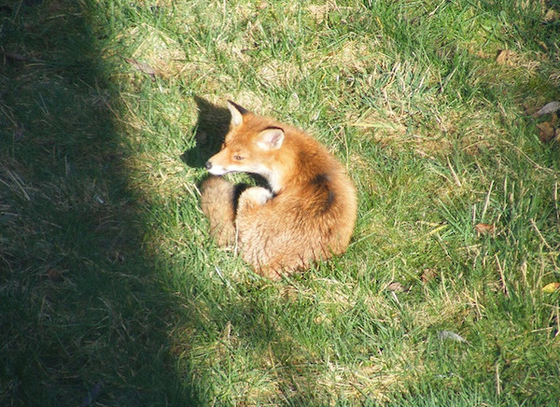 Fox soaks in the sun