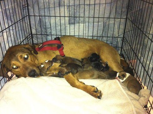 A dog named Blue rescued from a kill shelter gave birth to puppies