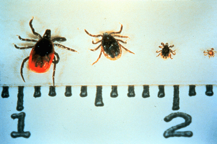 sizes of ticks in centimetres