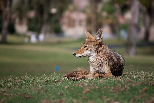 urban coyote