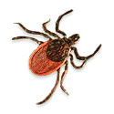 Western Black-legged Tick