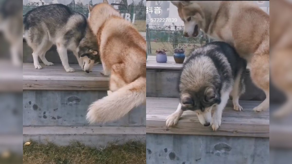 Watch: This Husky Helps His Blind and Terrified Dog Brother to Take the Leap