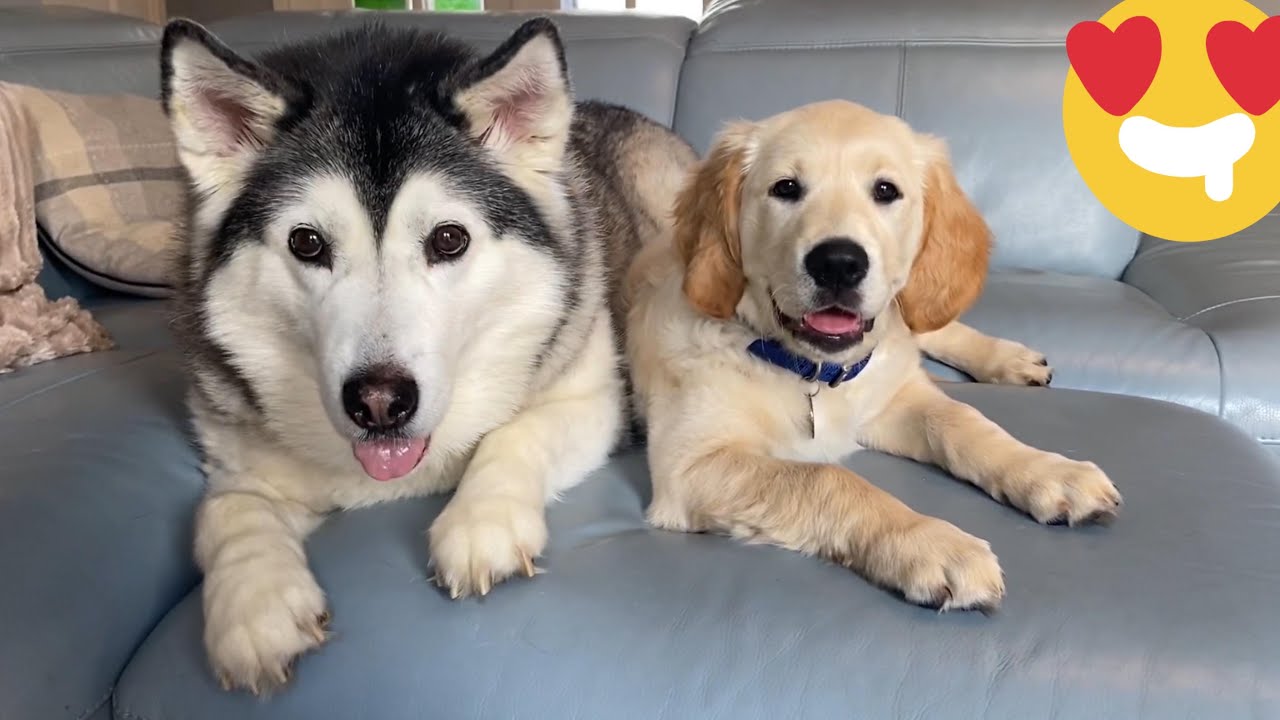 Husky Surprising Reunion With Retriever Puppy!! [BEST OF FRIENDS!] - YouTube