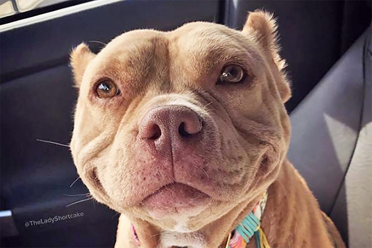 Lady Shortcake the Grinning Pit Bull May Just Be the Happiest Dog Ever After Adoption