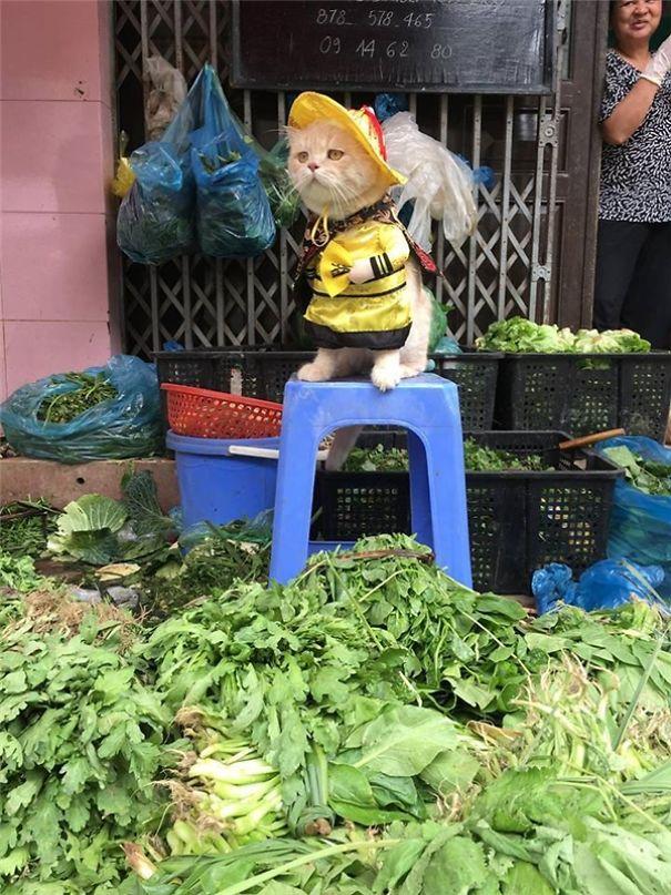 Twitter falls in love with Vietnamese cat named Dog who sells fish for his owner