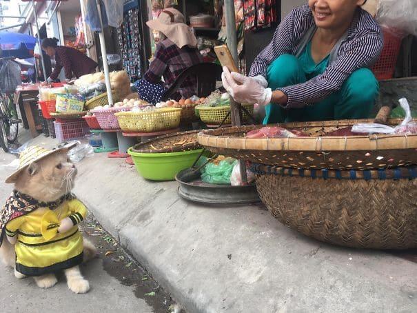 Twitter falls in love with Vietnamese cat named Dog who sells fish for his owner