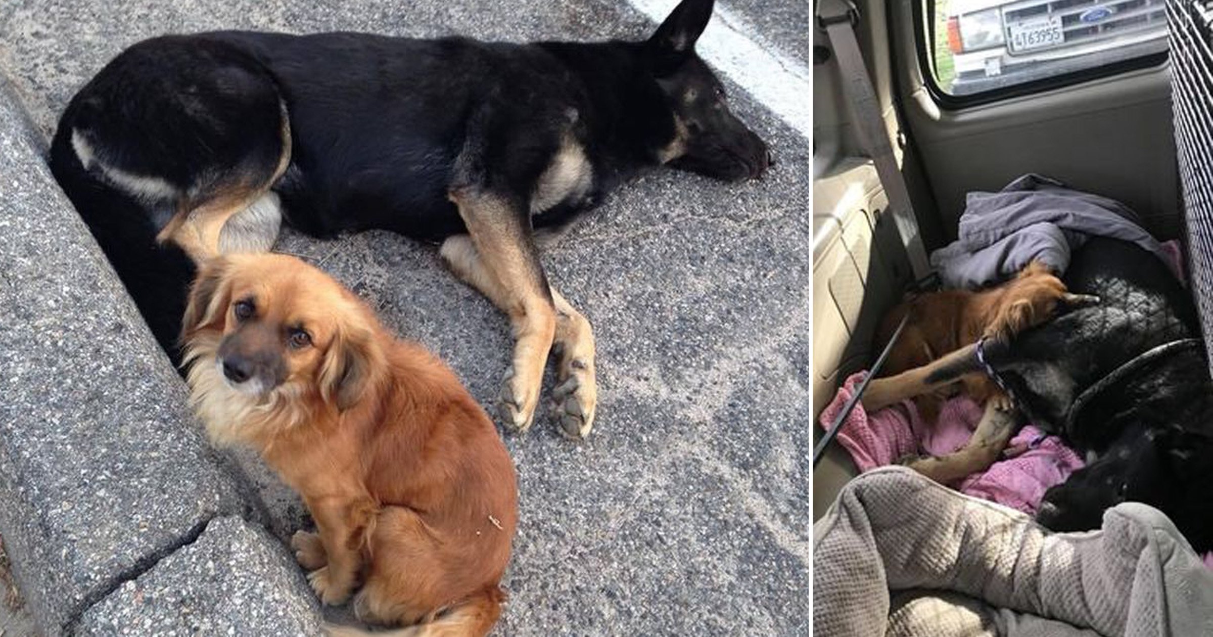 Stray dog stays by pregnant canine's side after she's hit by car | Metro  News