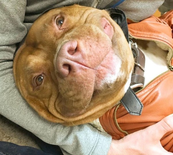 Can a pitbull smile? - Quora