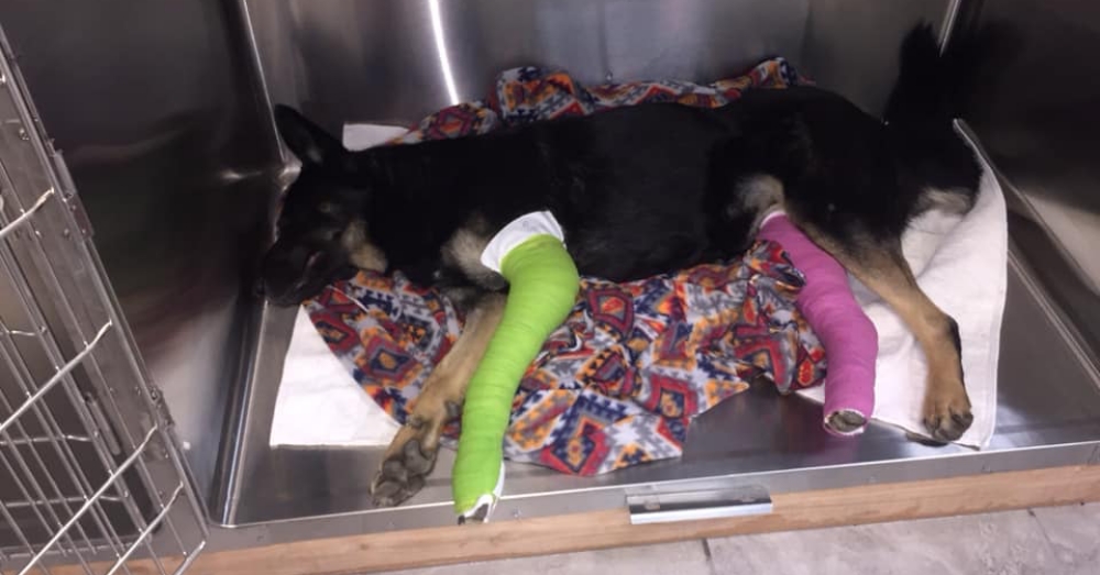 When Pregnant Dog Is Critically Injured Near Highway, Fellow Stray Refuses  To Leave Her Side | FamilyPet