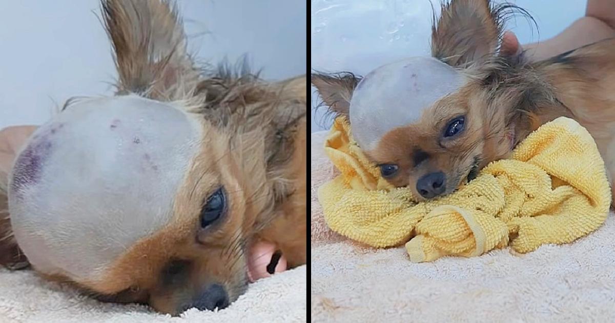 Shattered Dog Struck In Head Wants To Live Despite His Body Shutting Down