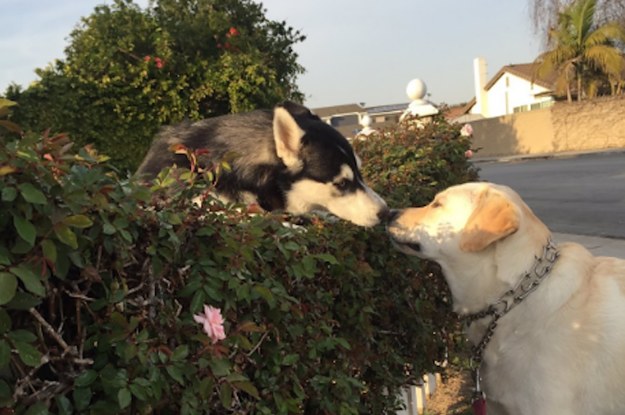 The Internet Is Obsessed With This Photo Of Two Dogs Kissing