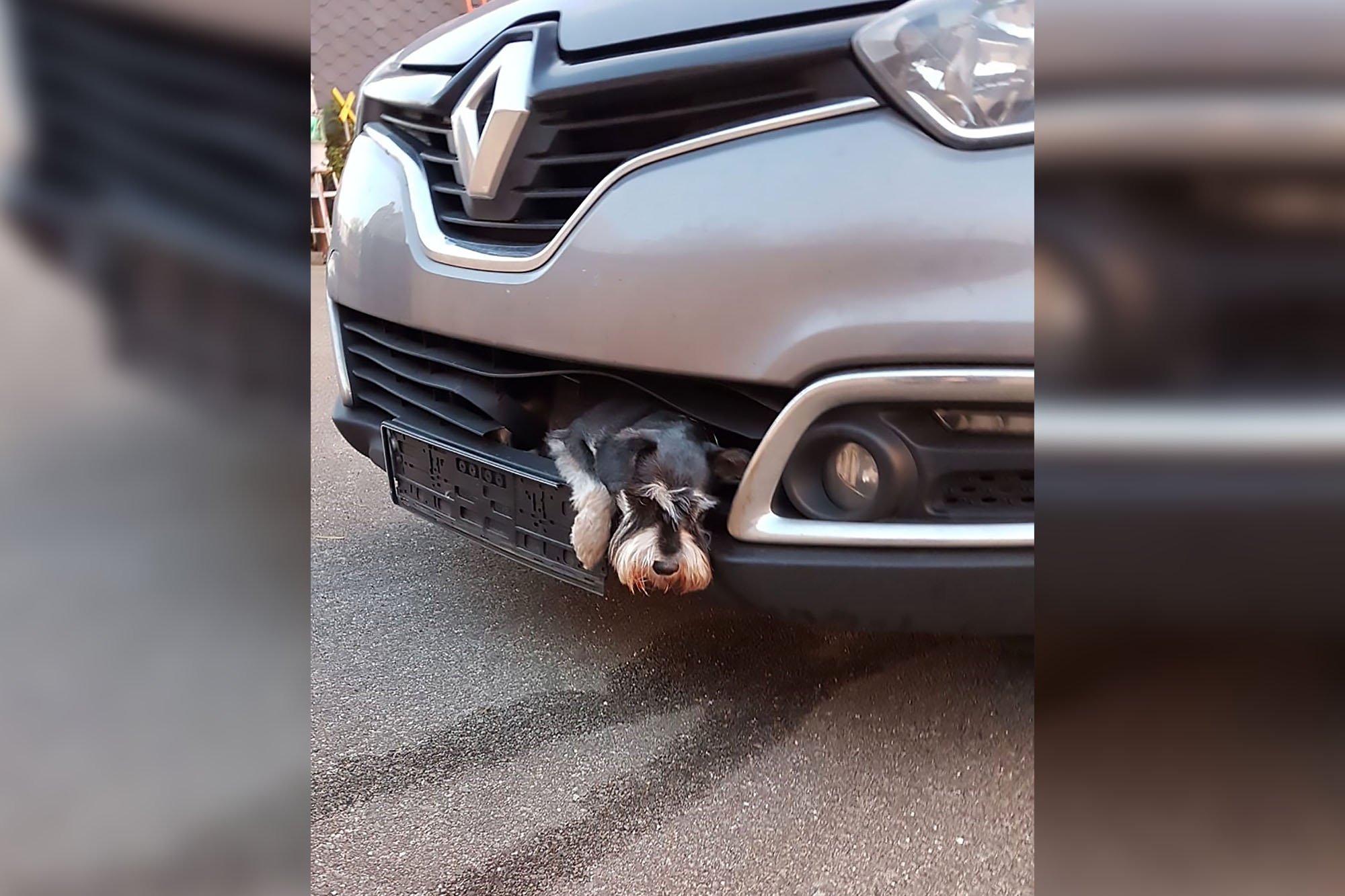 Dog survives after getting stuck in grille of car