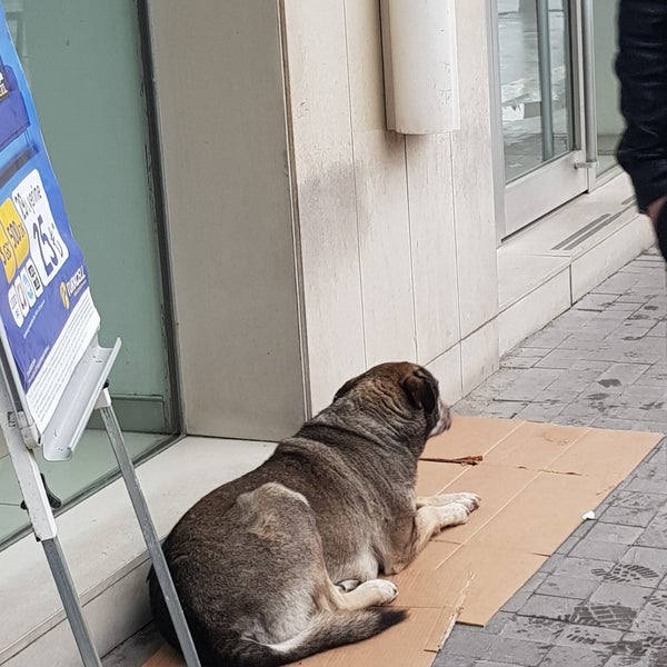 A dog’s wish: The abandoned dog desperately waits outside the restaurant, watching others eat and hoping for help with hunger /1 - Nine Thousand Years