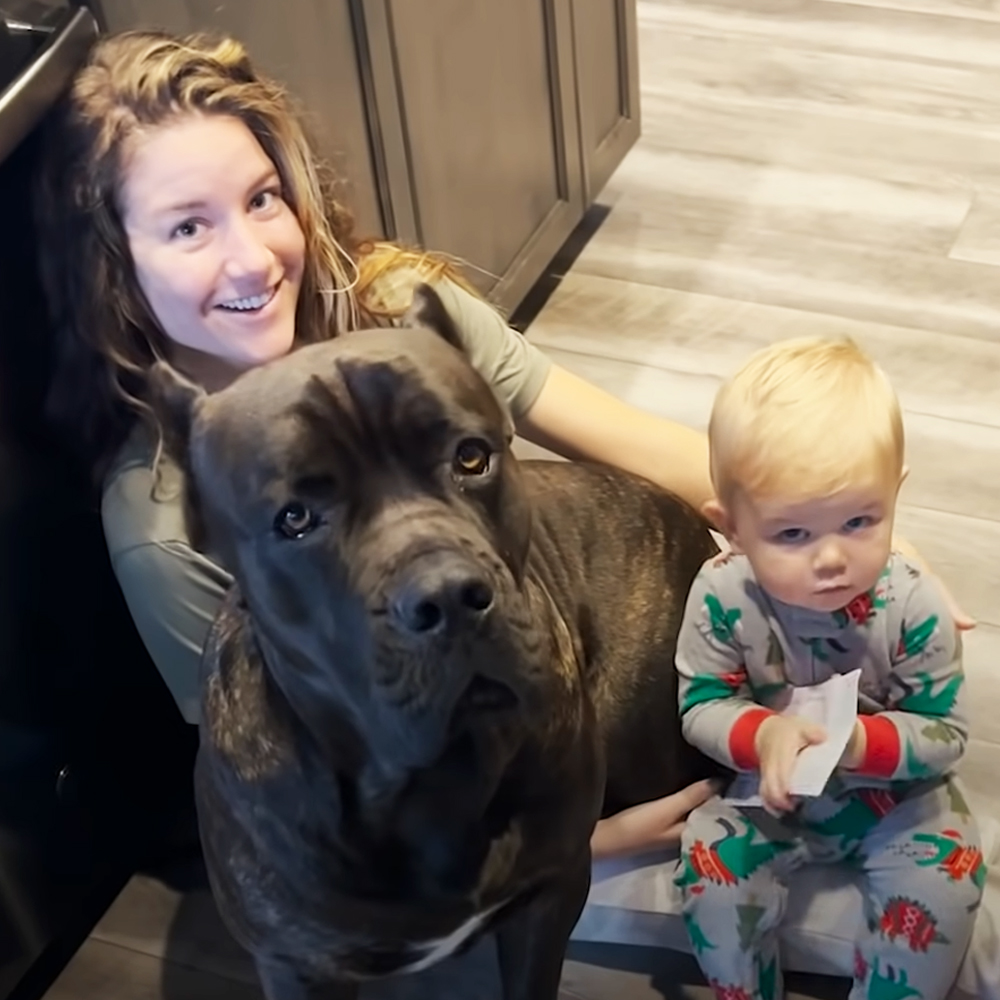 B1 125 pound dog helps baby become an early walker