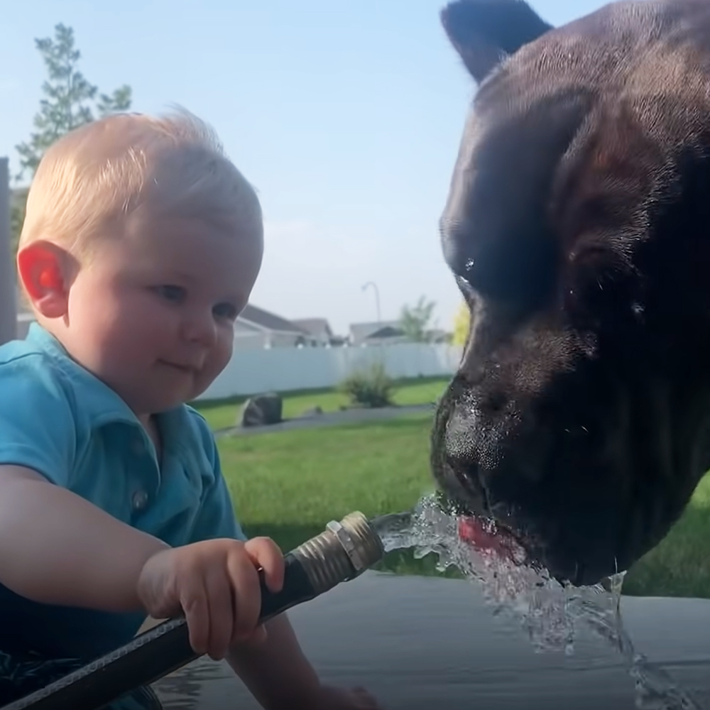 B2 125 pound dog helps baby become an early walker
