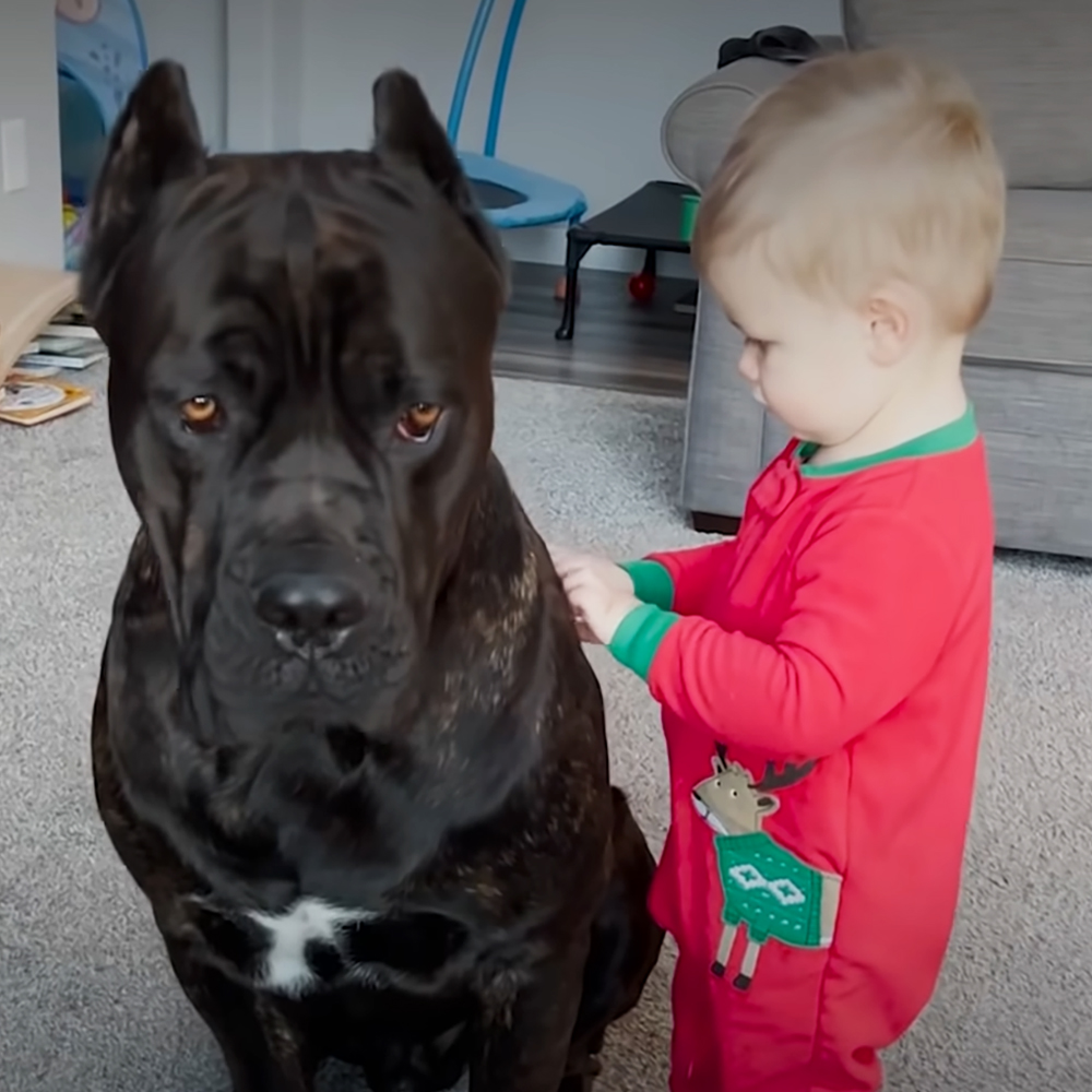 B3 125 pound dog helps baby become an early walker