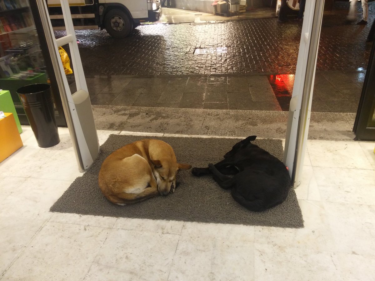 A dog’s wish: The abandoned dog desperately waits outside the restaurant, watching others eat and hoping for help with hunger /1 - Nine Thousand Years