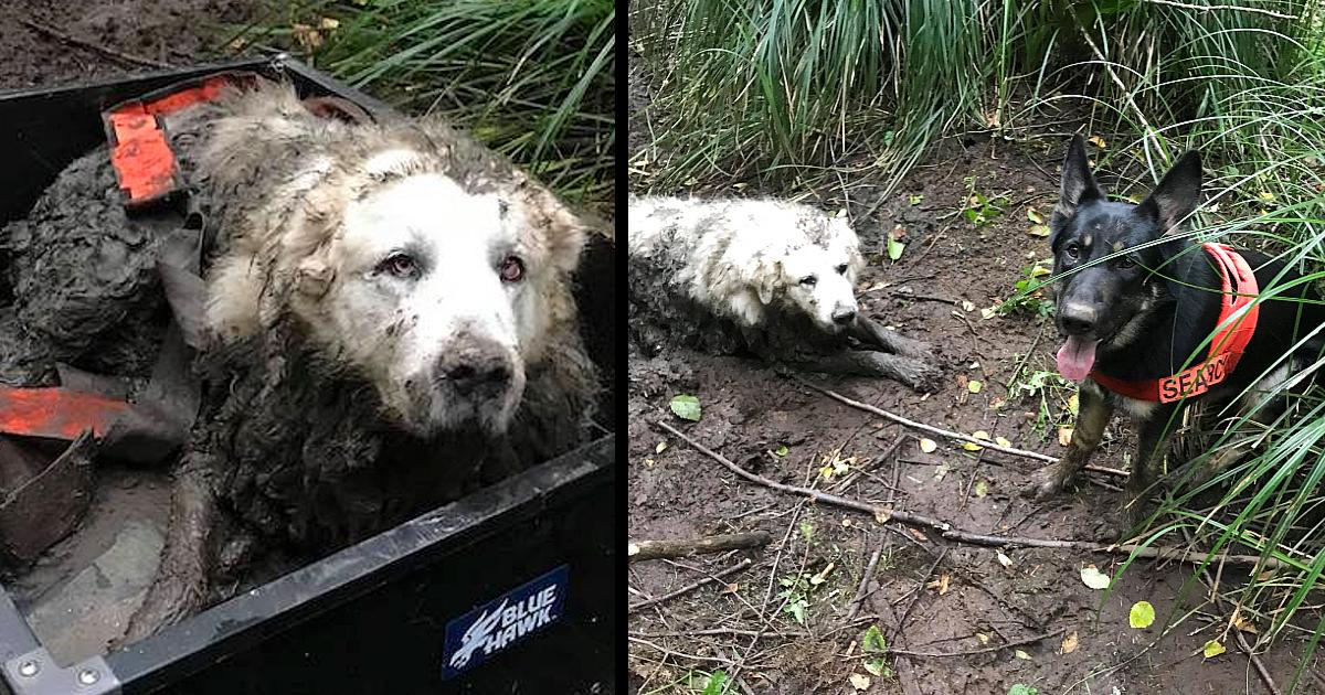 A Deaf And Old Dog That Had Been Lost For Days Is Saved By The Shrewd Tino