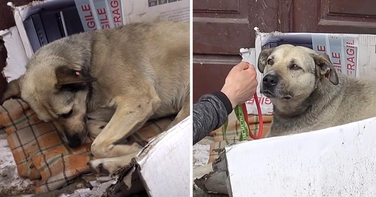 Dog Spent Her Entire Life On The Streets Until One Tourist Finally Saw Her