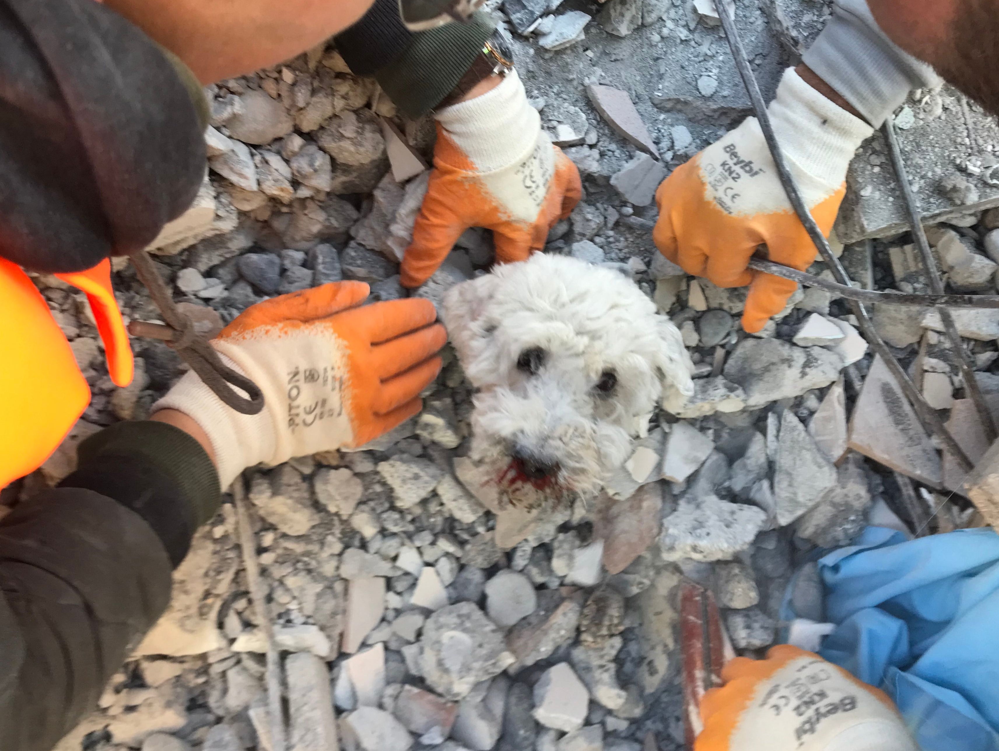 <p>Rescuers pulled the dog from the debris </p>