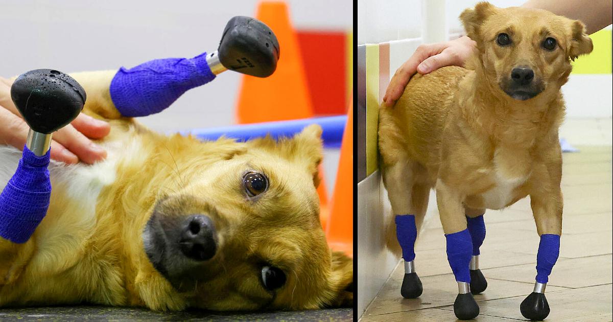 Prosthetic paws save the life of an amputee rescue dog who was to be euthanized