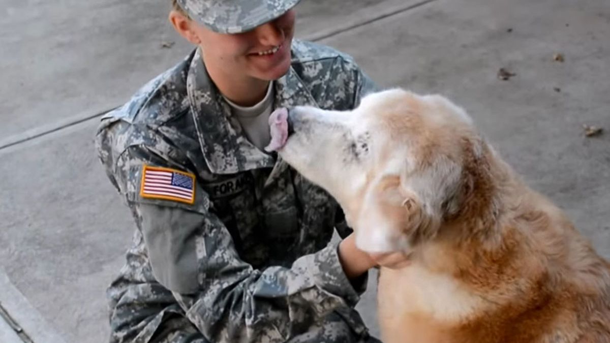 Elderly dog cries as he is reunited with soldier returning home for the first time - World News - Mirror Online