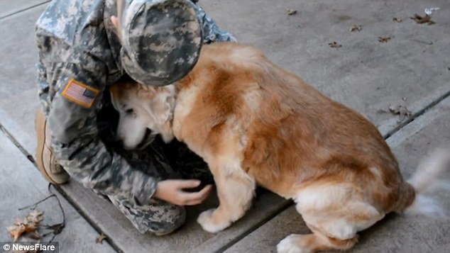 Video shows a dog greet a US soldier returning home from combat training | Daily Mail Online