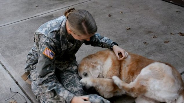 Video shows a dog greet a US soldier returning home from combat training | Daily Mail Online