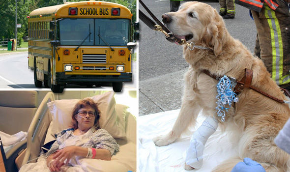 Heroic guide dog jumps in front of a BUS to save owner