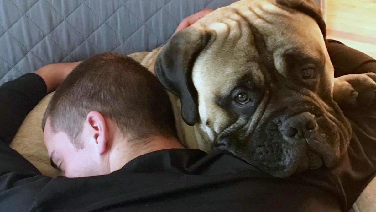 Bullmastiff Is Thrilled to See His Military Owner Return Home in Sweet Video