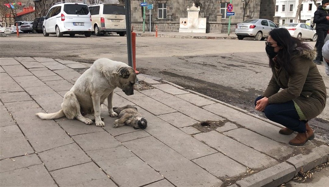 The mother dog whines and cries beside the puppy that has gone to heaven, determined to protect it from anyone who comes near it. Lien - Nine Thousand Years