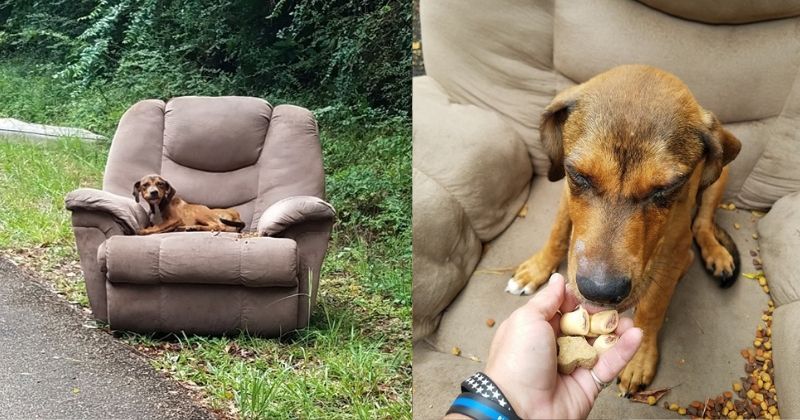 How A Heartbroken Pup Lay Starving In An Armchair By Roadside Waiting For His Owner To Turn Up
