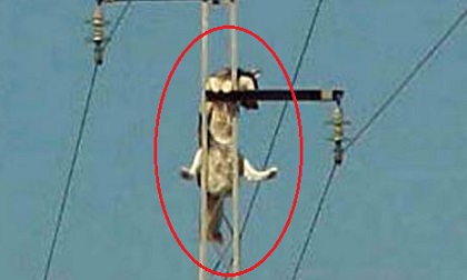 Trèo lên đỉnh cột điện, chú chó khiến khổ chủ phải 