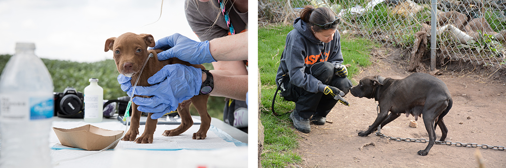 a puppy being treated and a scared chained dog being approached by a responder