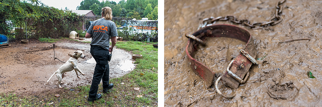 a dog chained trying to reach a responder and a collar and chain in mud
