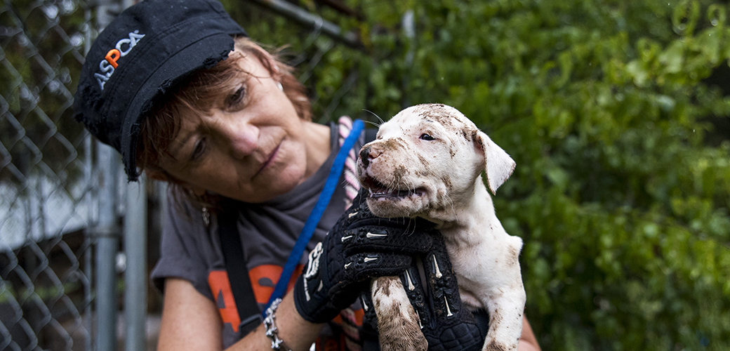 a puppy covered in mud being rescued from a dog fighting ring