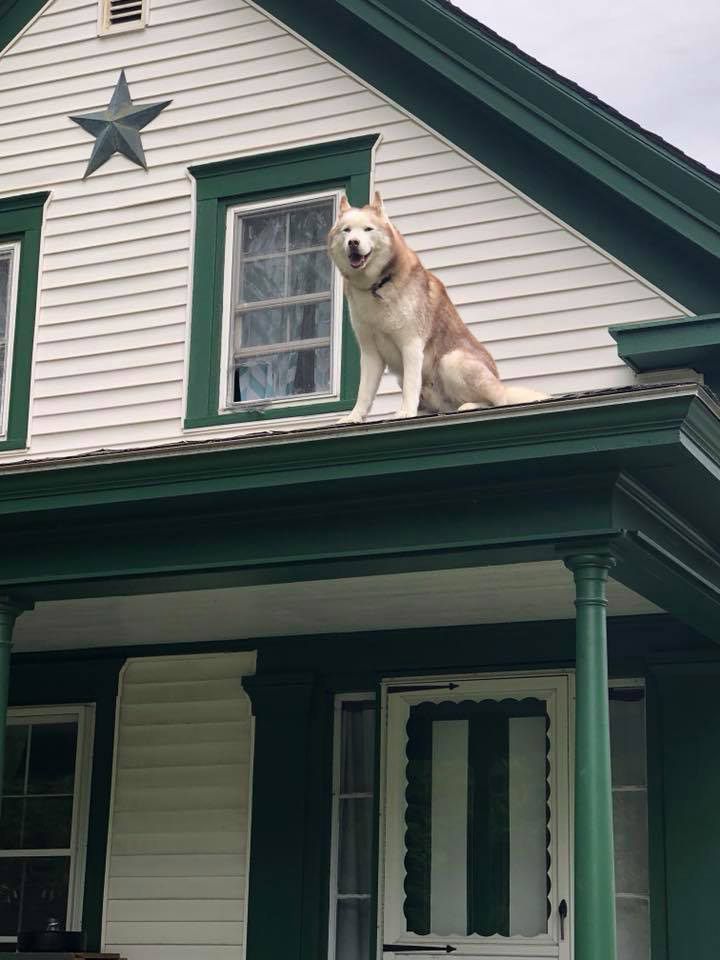 Maine Dog Stuck on Roof Repays Firefighter Rescuer with Grateful Canine Kisses