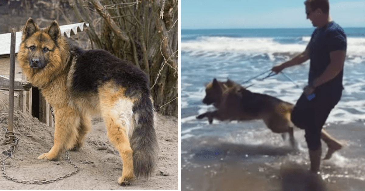 Dog Who Spent Years Chained Up Sees Ocean First Time