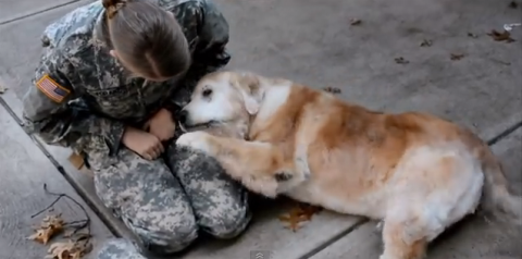 Elderly Dog Cries When Reunited With Returning Soldier - Buddy the Golden Retreiver