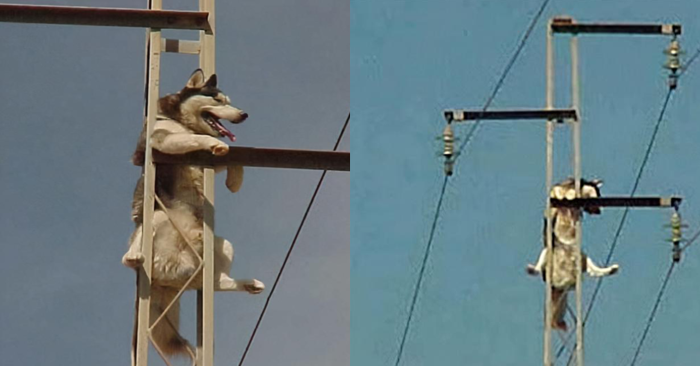 Chú chó Husky leo lên trụ điện 