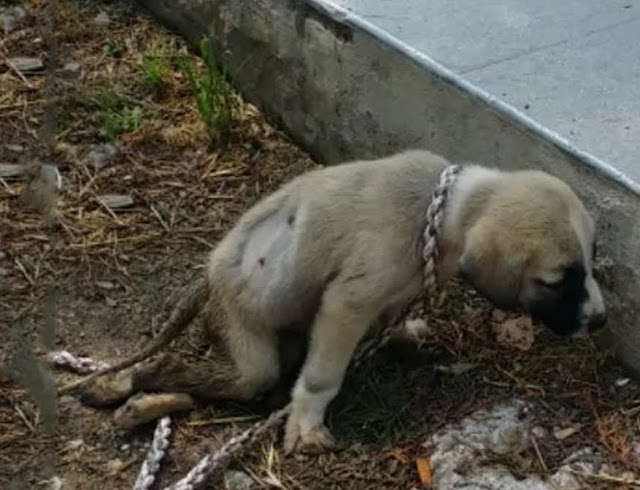 The poor dog was abandoned while in the body with many wounds and paralyzed hind legs - amazingdiscovery.net