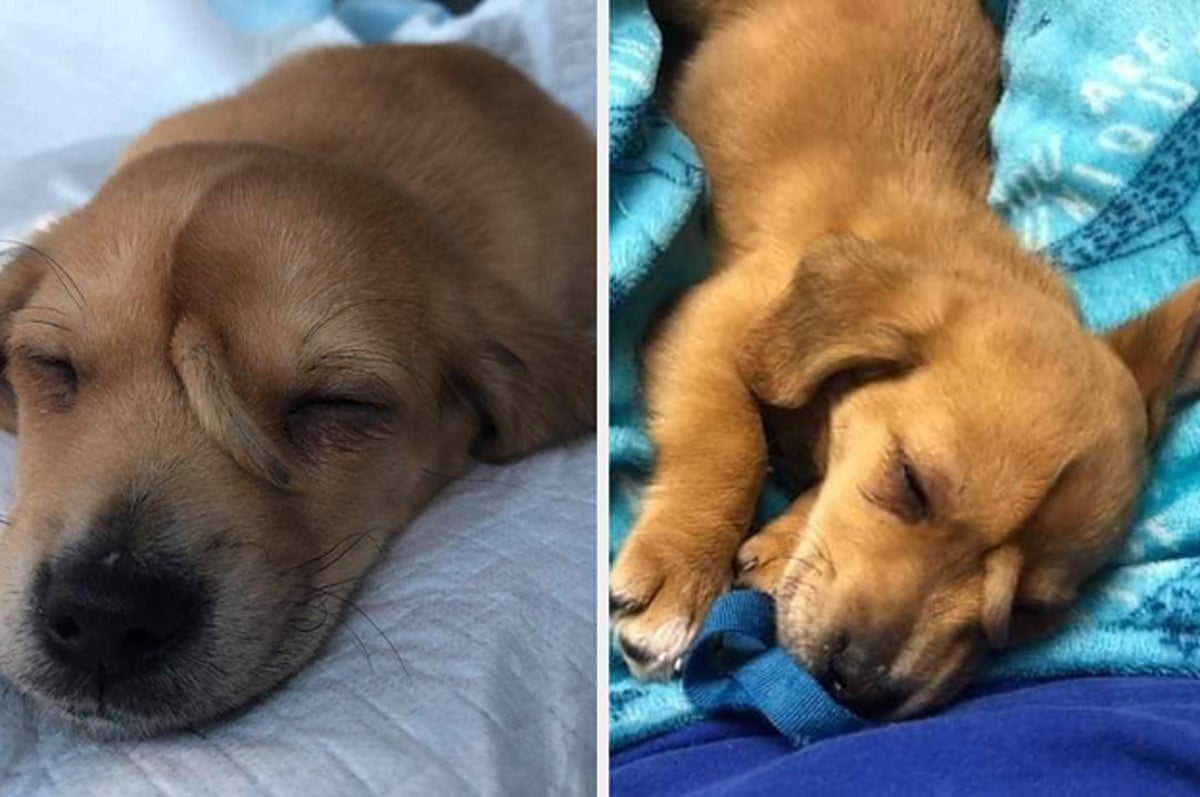 This Puppy Named Narwhal Has An Extra Tail On His Head And Everyone Is In Love