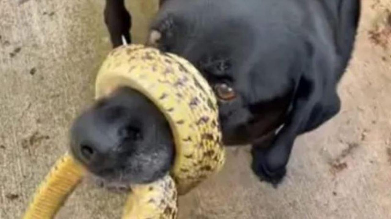 The doggy returns home with a snake wrapped all over its facial area, the  surprising surpr ise for the proprietor - World Today News