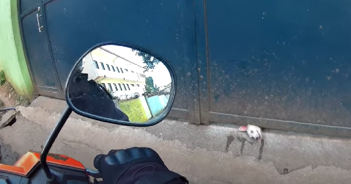 Dog trapped under gate