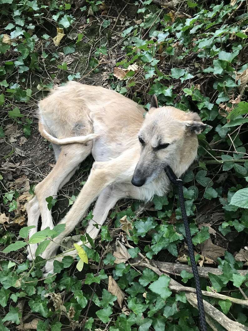 dog abandoned in woods